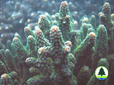  鹿 角 珊 瑚 